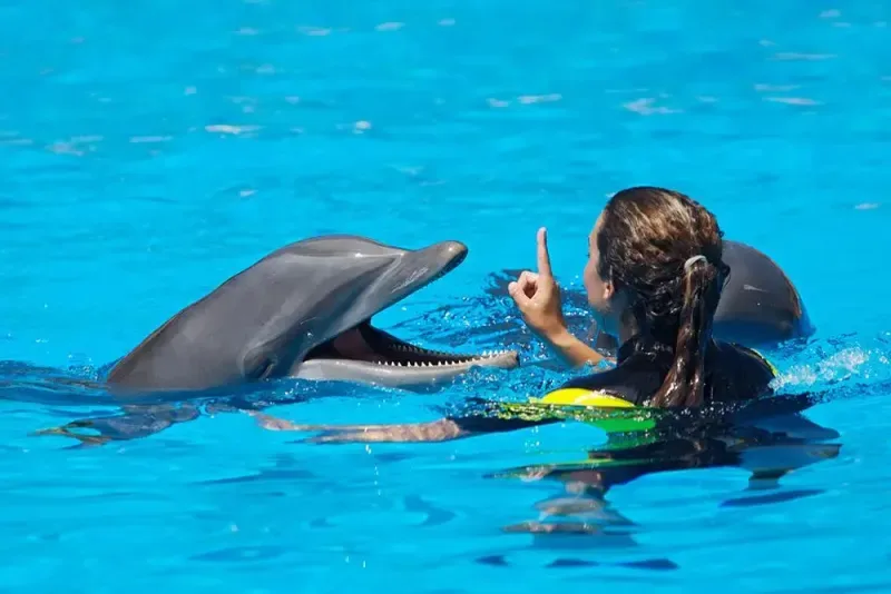 Enjoy a dolphin show on Sharm El Sheikh day trips